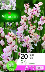 Ixia Spotlight (x20)